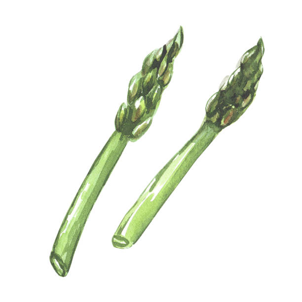 フレッシュグリーンアスパラガスセット。白い背景に水彩手描きのイラスト - asparagus vegetable white background freshness点のイラスト素材／クリップアート素材／マンガ素材／アイコン素材