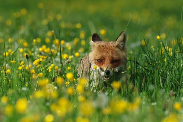 istock red fox in the spring flowers 1564953487