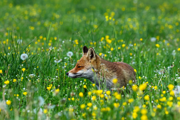 istock red fox in the spring flowers 1564953489