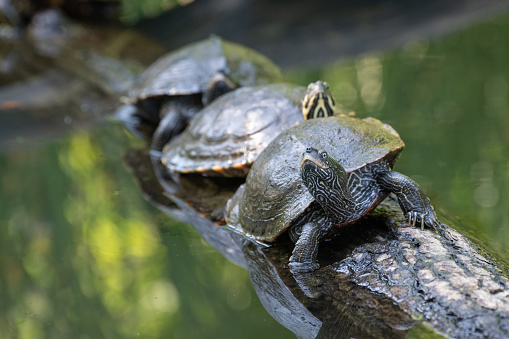 Emys orbicularis is only indigenous inland turtle in Slovenia. Its habitat is mainly stagnant or slow-flowing waters, surrounded by vegetation. Its habitat is in Barje swamps near Ljubljana, Slovenia.