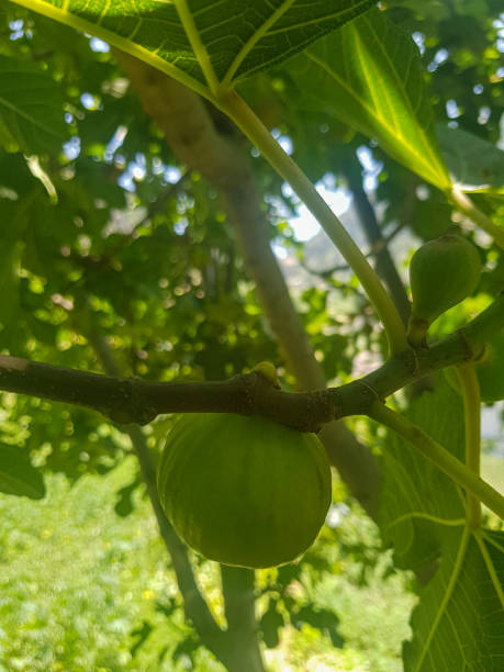 istock Glistening Fig Hanging from a Branch 1564957822