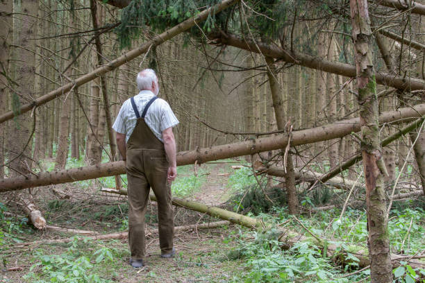 istock Walkers after the storm in the forest. 1564959441