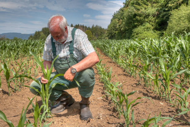 istock Farmer checks the badly grown corn. 1564959476