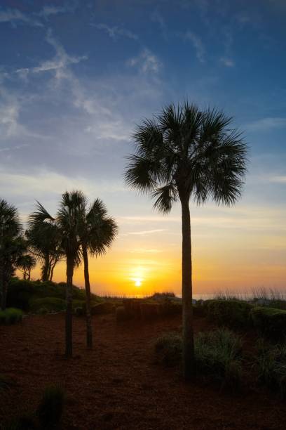 istock Beach Scene at sunrise with palm trees- Hilton Head, South Carolina 1564965355
