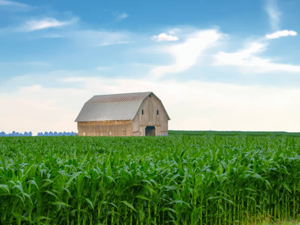 Corn Field with Old Weathered Barn- Tipton County,  Indiana stock photo