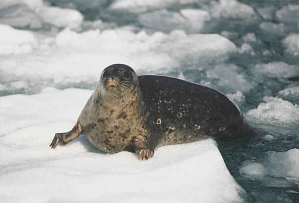 seal - alexander archipelago animals in the wild one animal animal stock-fotos und bilder