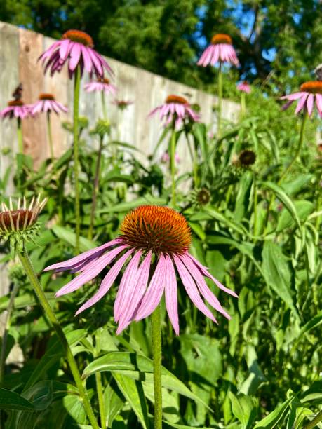 istock Garden full of Echinacea flowers 1564971204