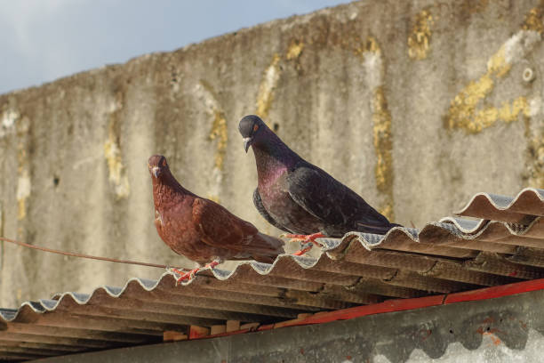 istock A pair of pigeons on the barn roof 1564975027