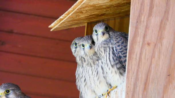 istock Common kestrel birds perched atop a wooden birdhouse structure, illuminated by natural light 1565005344