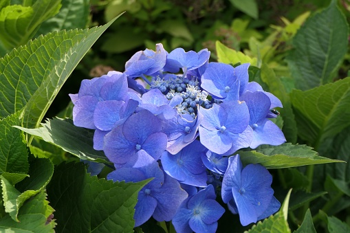 A delightful collection of blue French hydrangea blossoms in full bloom