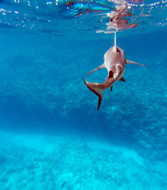 istock A close view of shark 1565010731