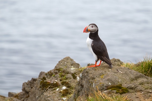 A charming puffin bird perched atop a rocky outcrop close to a tranquil body of water