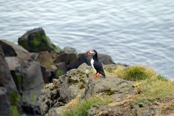 istock Small puffin perched on a rocky outcrop overlooking a seascape 1565011293