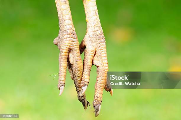 Pollo Piedi - Fotografie stock e altre immagini di Ambientazione esterna - Ambientazione esterna, Animale domestico, Composizione orizzontale