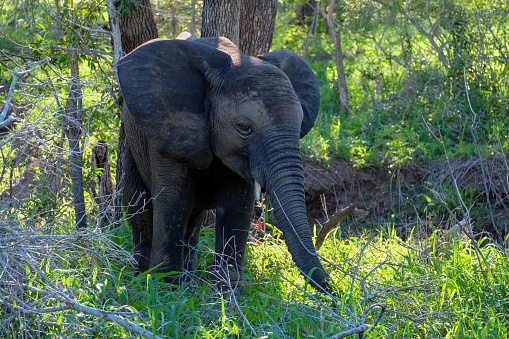 A majestic adult elephant stands alone in a forest, its trunk arched upwards in a graceful pose