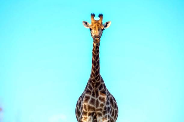 istock a giraffe stands tall in a grassy field with a sky background 1565011840