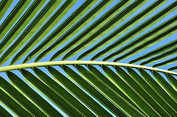 Abstract green leaves of palm tree stock photo