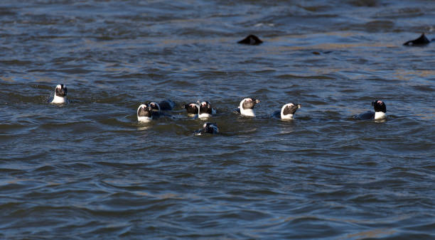 istock A view of African penguins 1565012896
