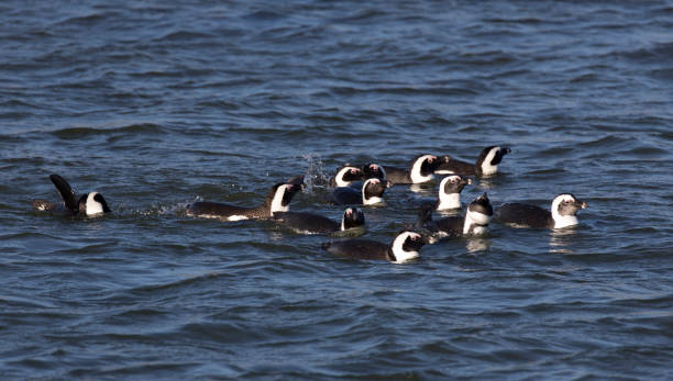 istock A view of African penguins 1565013417