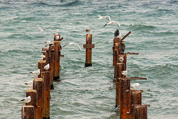 Molo in acqua - foto stock