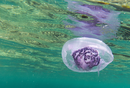 View of a jellyfish in Sharm El Sheik, Egypt