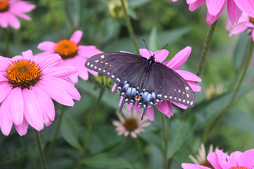 A Black Swallowtail Butterfly spreads its wings to steady itself while sampling a coneflower.  This photo taken in the Montreal region of Southern Quebec.