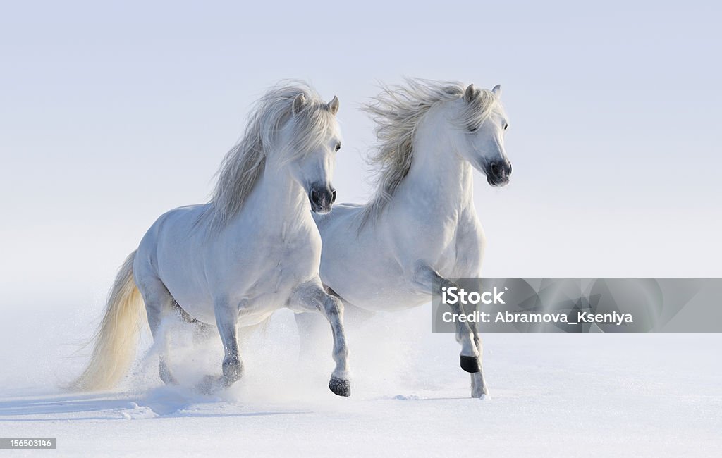 두 galloping 인공눈-인명별 말이었습니다 - 로열티 프리 동물 두 마리 스톡 사진