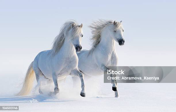 Dois Cavalos Galloping Branconeve - Fotografias de stock e mais imagens de Dois animais - Dois animais, Cavalo - Família do Cavalo, Cavalo branco