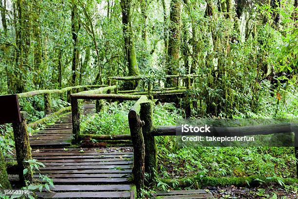 Passeio No Parque Nacional De Doi Inthanon - Fotografias de stock e mais imagens de Ao Ar Livre - Ao Ar Livre, Cena Rural, Cor verde