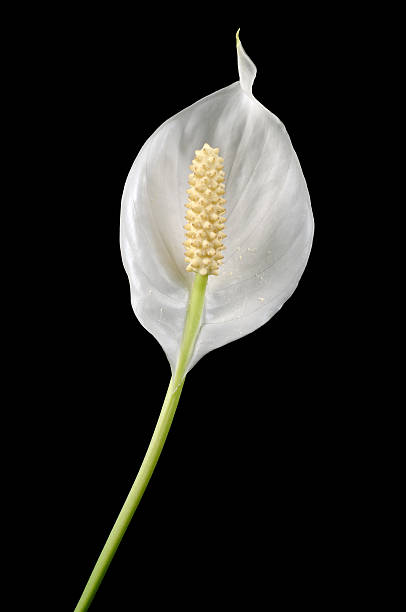 istock Beautiful White Spathiphyllum (Peace Lily) Flower on Black Background 156503716