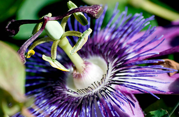 istock Purple passion flower 156503755