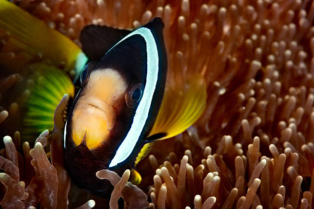 Ricerca di Nemo - foto stock