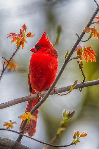 Bright Beautiful Cardinal Bird Perching.