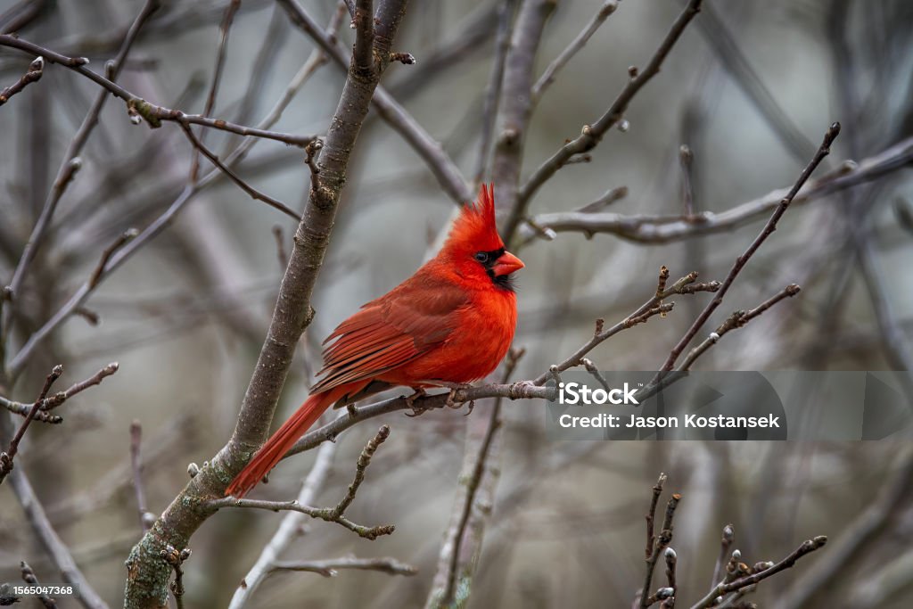 One Bright Beautiful Cardinal Bird. Bright Beautiful Cardinal Bird Perching. Cardinal - Bird Stock Photo