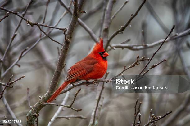One Bright Beautiful Cardinal Bird Stock Photo - Download Image Now - Cardinal - Bird, Male Animal, Branch - Plant Part