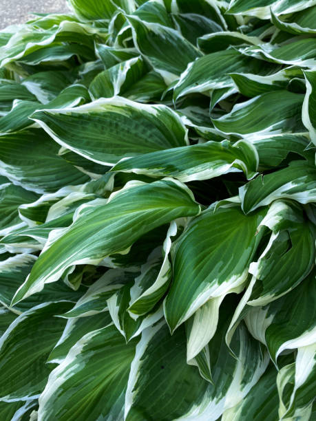 istock Plantain lilies up close 1565051077