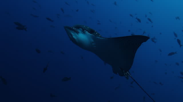 Manta rays swims on background of seabed in Pacific ocean.
