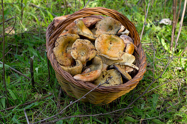 istock basket of mushrooms 156506218