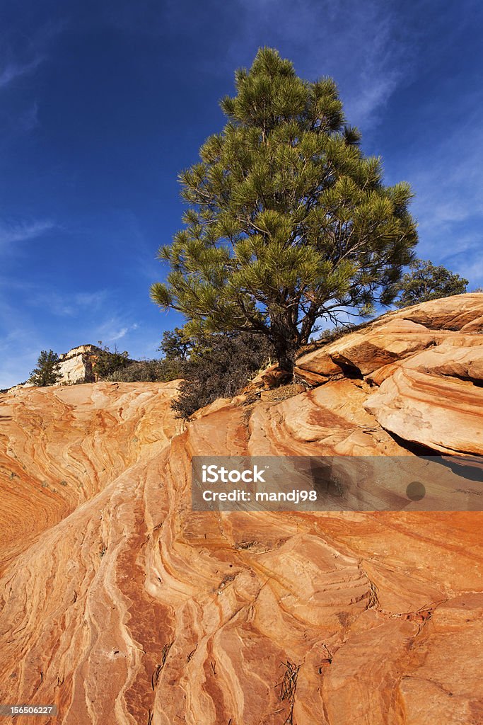 Pin sur Red Rocks - Photo de Arbre libre de droits