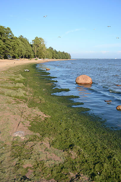 海岸の海 - gulf of finland landscapes nature pollution ストックフォトと画像