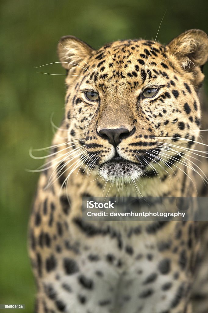 Leopardo dell'Amur - Foto stock royalty-free di Animale selvatico