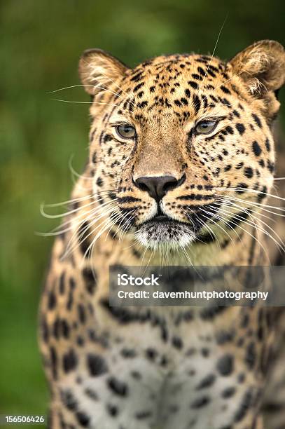 Leopardo Dellamur - Fotografie stock e altre immagini di Animale selvatico - Animale selvatico, Cacciare, Composizione verticale