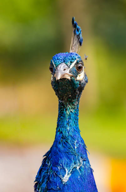 Blue peacock close-up from the front, upright stock photo