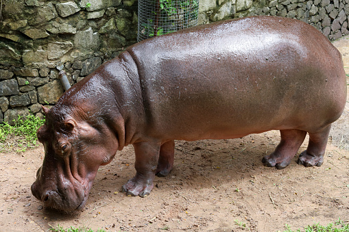 Close up head The Big hippopotamus in garden