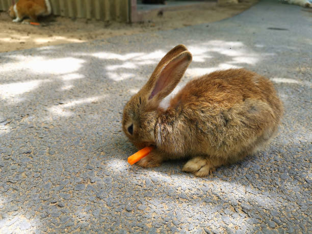 istock Little brown rabbit eating carrots. 1565068261