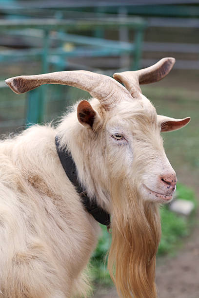 istock The profile of a goat 156507706