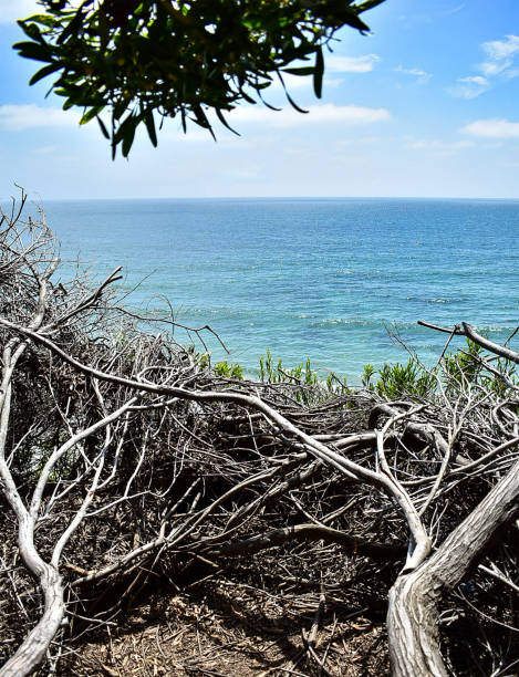 Roots of the Ocean, Pacific Ocean Encinitas, San Diego,California. Roots of the Ocean, Pacific Ocean Encinitas, San Diego,California. north pacific ocean globe stock pictures, royalty-free photos & images