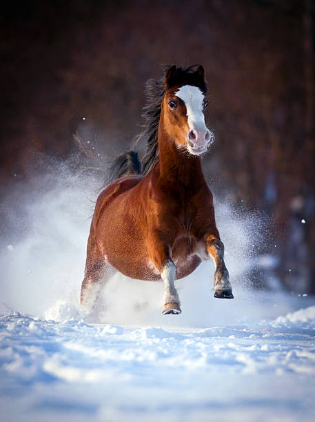 istock Bay Welsh horse runs in winter 156508290