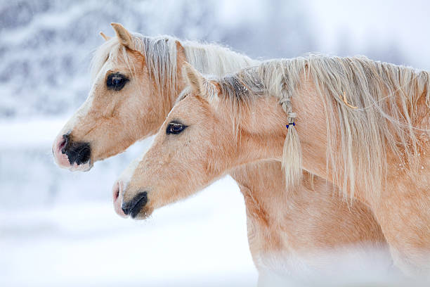 istock Two palomino horses in winter 156508297