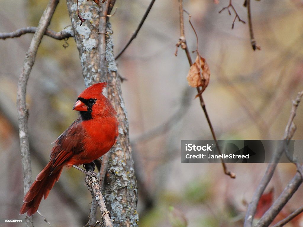 Automne Cardinal - Photo de Automne libre de droits